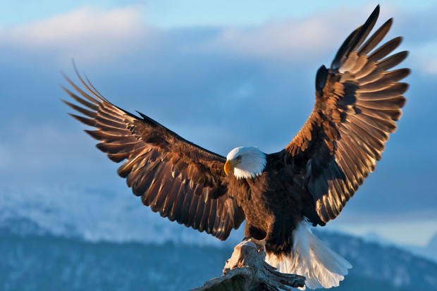 Bald Eagle sprading wings, Homer, Alaska, USA